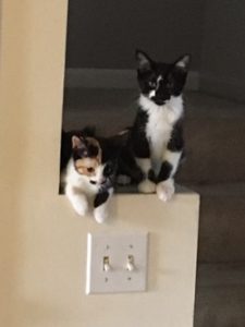 kittens